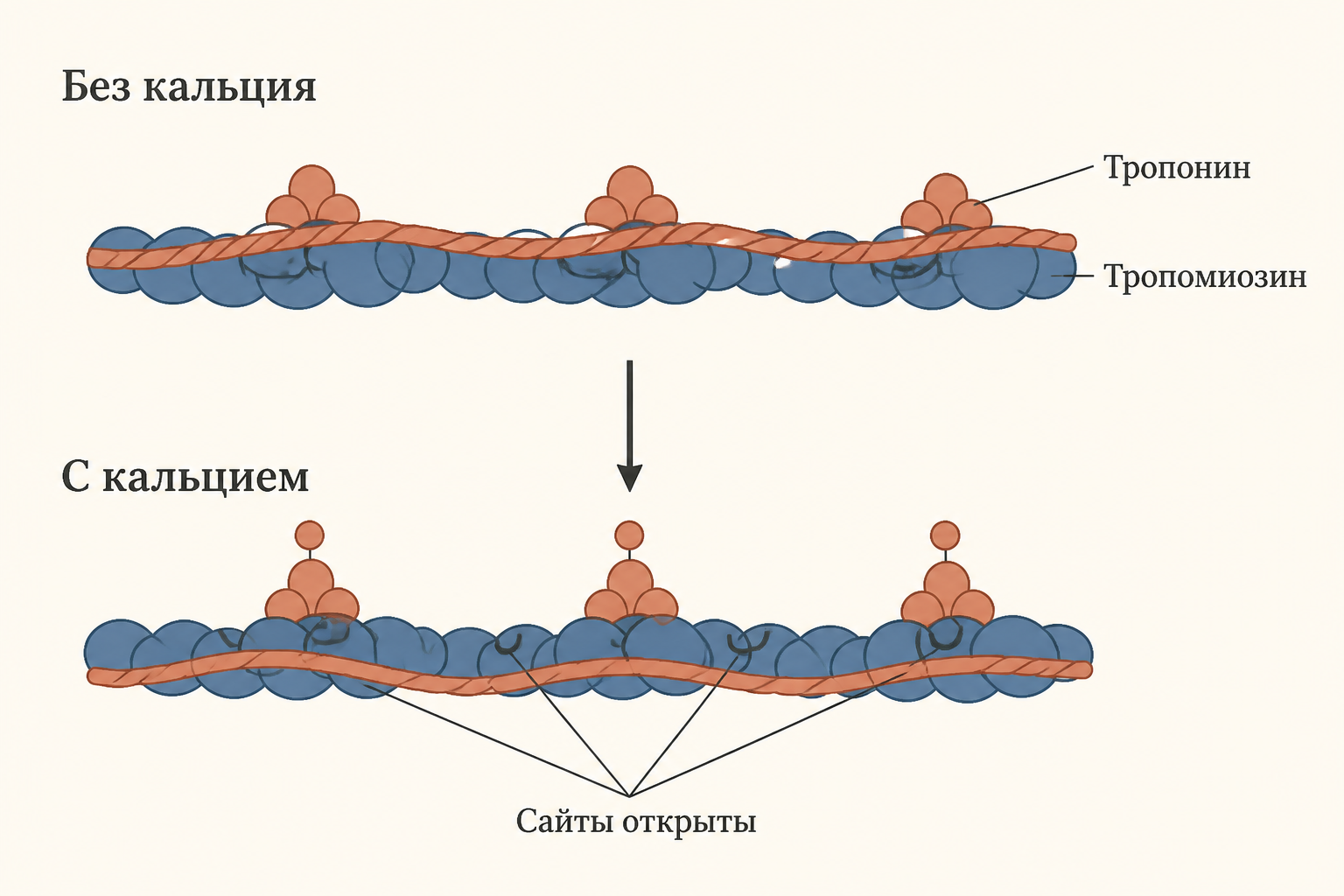 Регуляция тонкой нити: без кальция тропомиозин закрывает места связывания, с кальцием тропонин сдвигает его и открывает сайты для миозина.