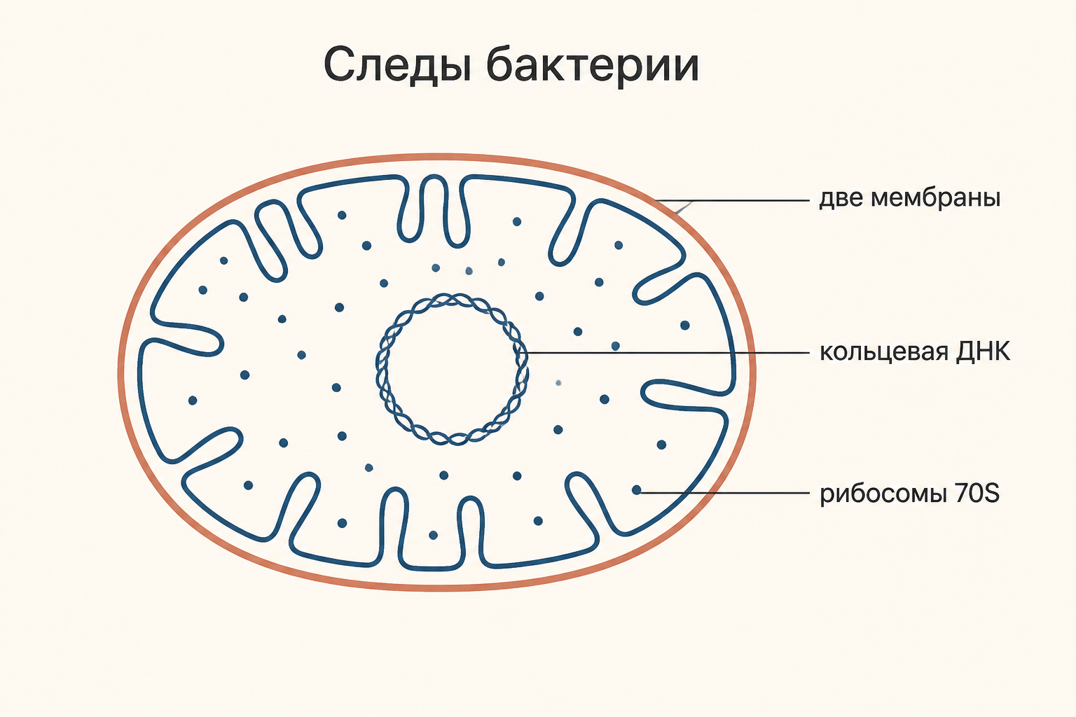 Разрез митохондрии: две мембраны, кольцевая ДНК в матриксе и мелкие рибосомы, унаследованные от бактерии