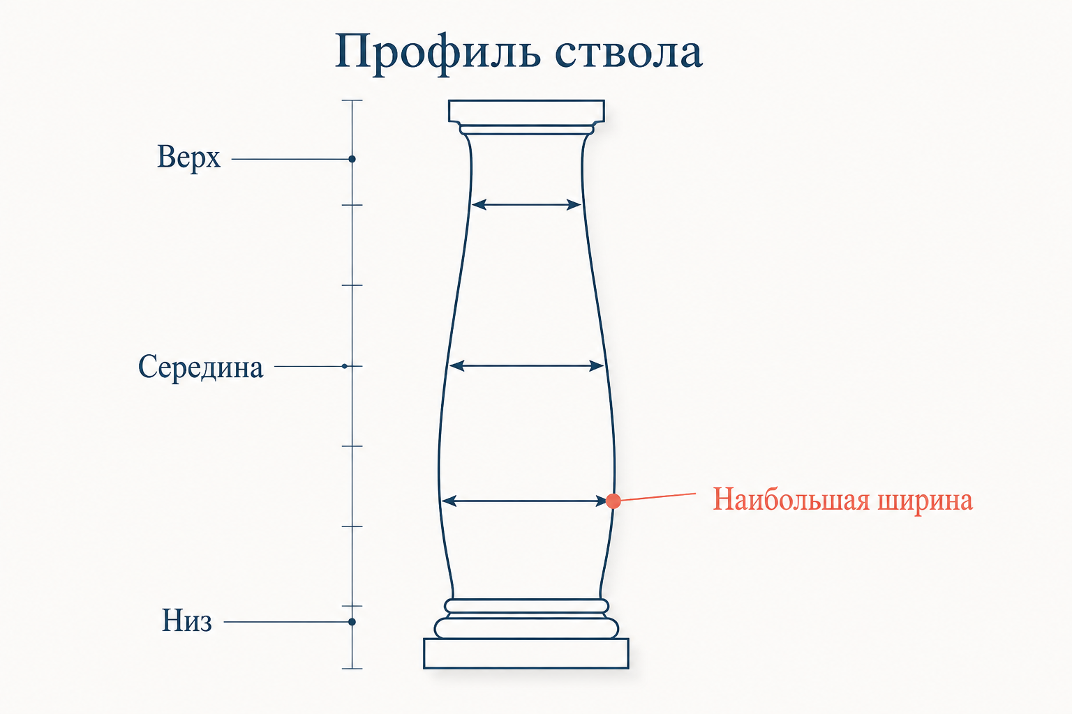 Профиль ствола с энтазисом: наибольшая ширина смещена в нижнюю треть, диаметр плавно убывает к верху