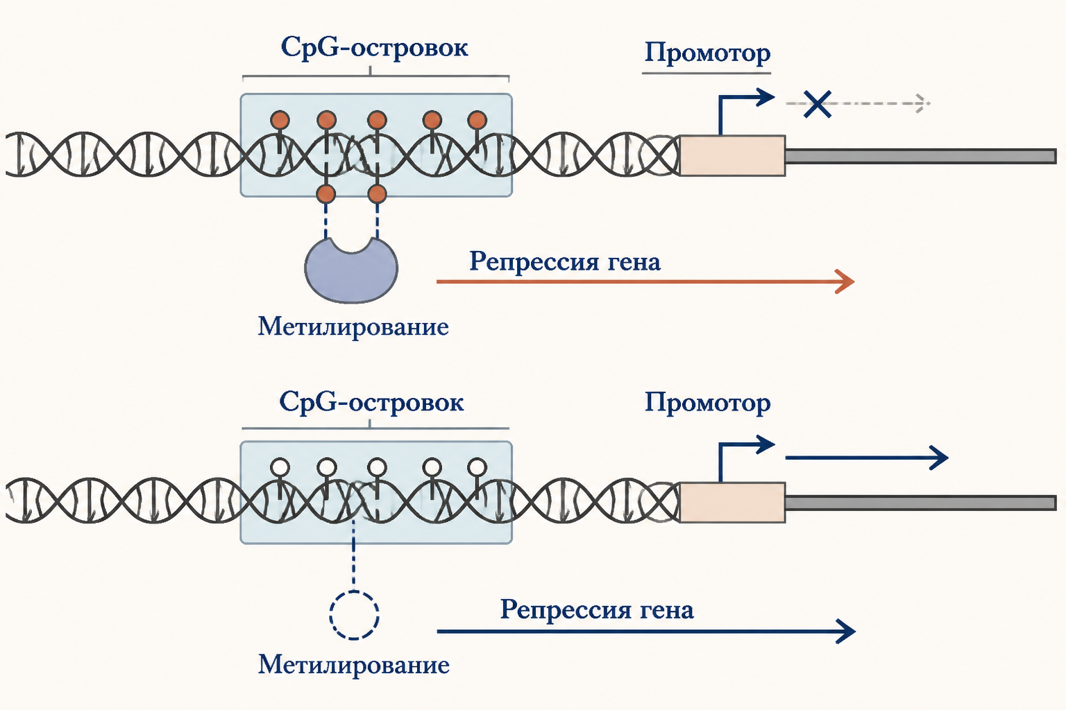 CpG-островки в промоторах генов: метилирование блокирует транскрипцию, немелтилированный промотор открыт для считывания