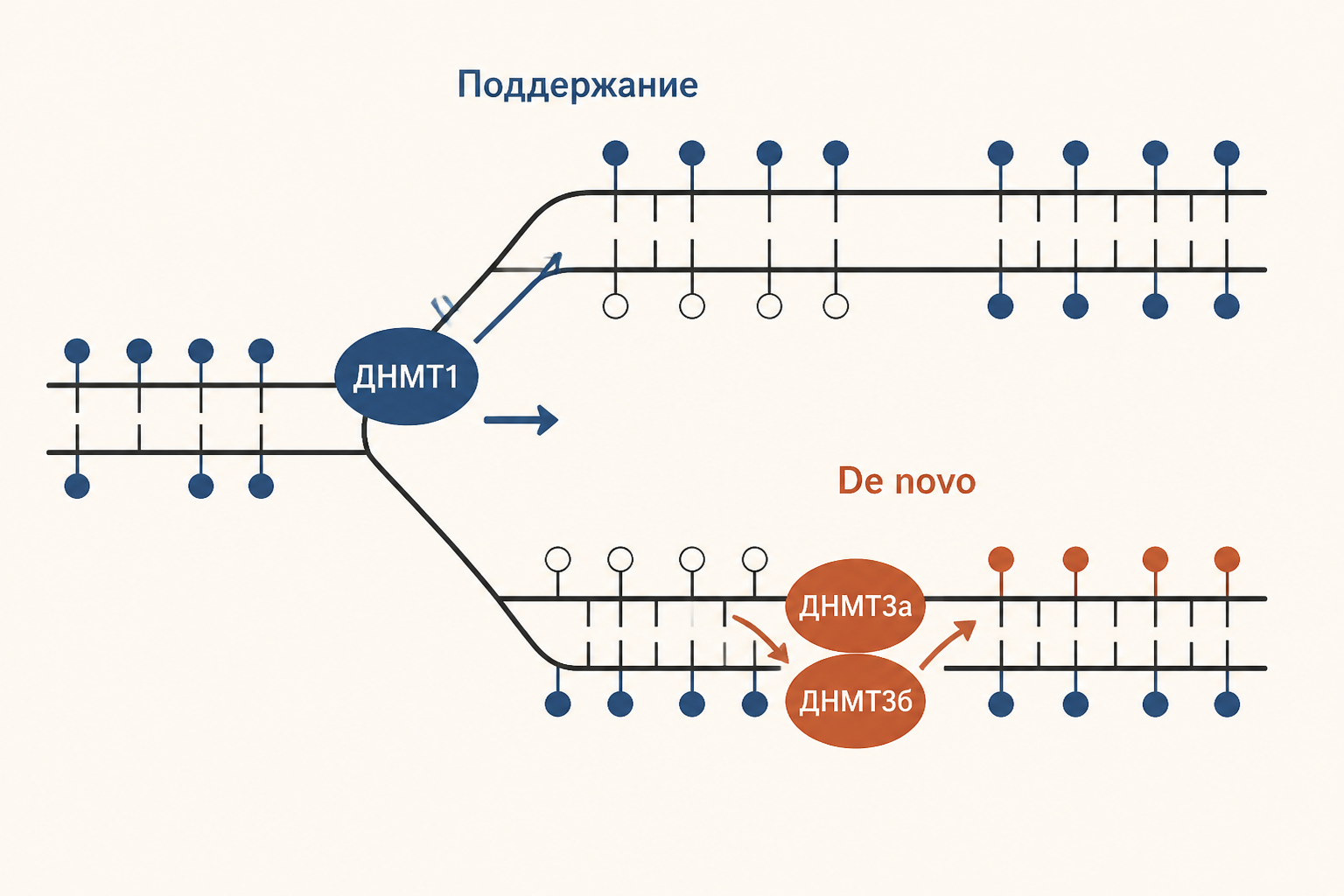 Три фермента DNMT: DNMT1 поддерживает паттерн при репликации, DNMT3a и DNMT3b устанавливают новые метки