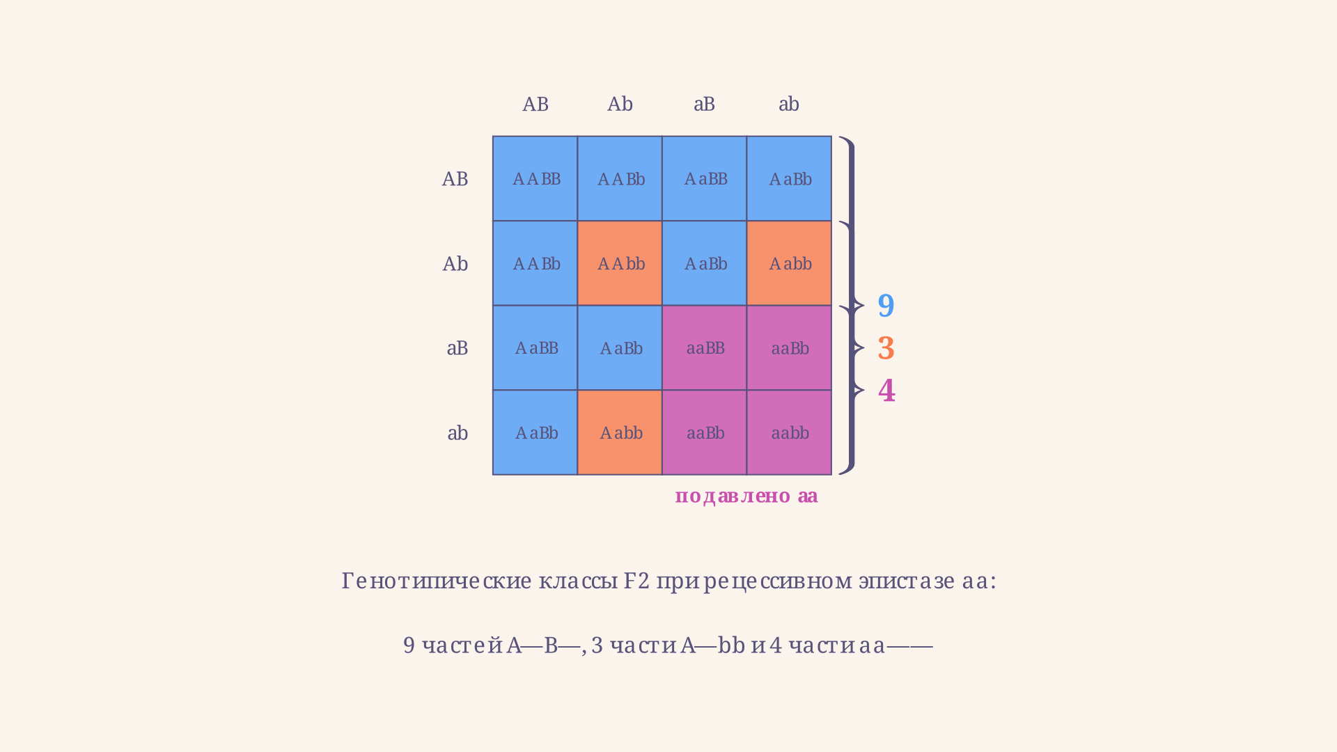 Генотипические классы F2 при рецессивном эпистазе aa: девять частей A_B_, три части A_bb и четыре части aa__ образуют три фенотипических класса