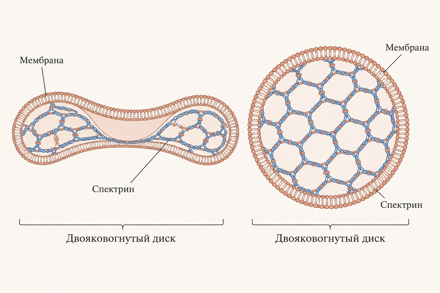 Строение эритроцита: двояковогнутый диск с цитоскелетом