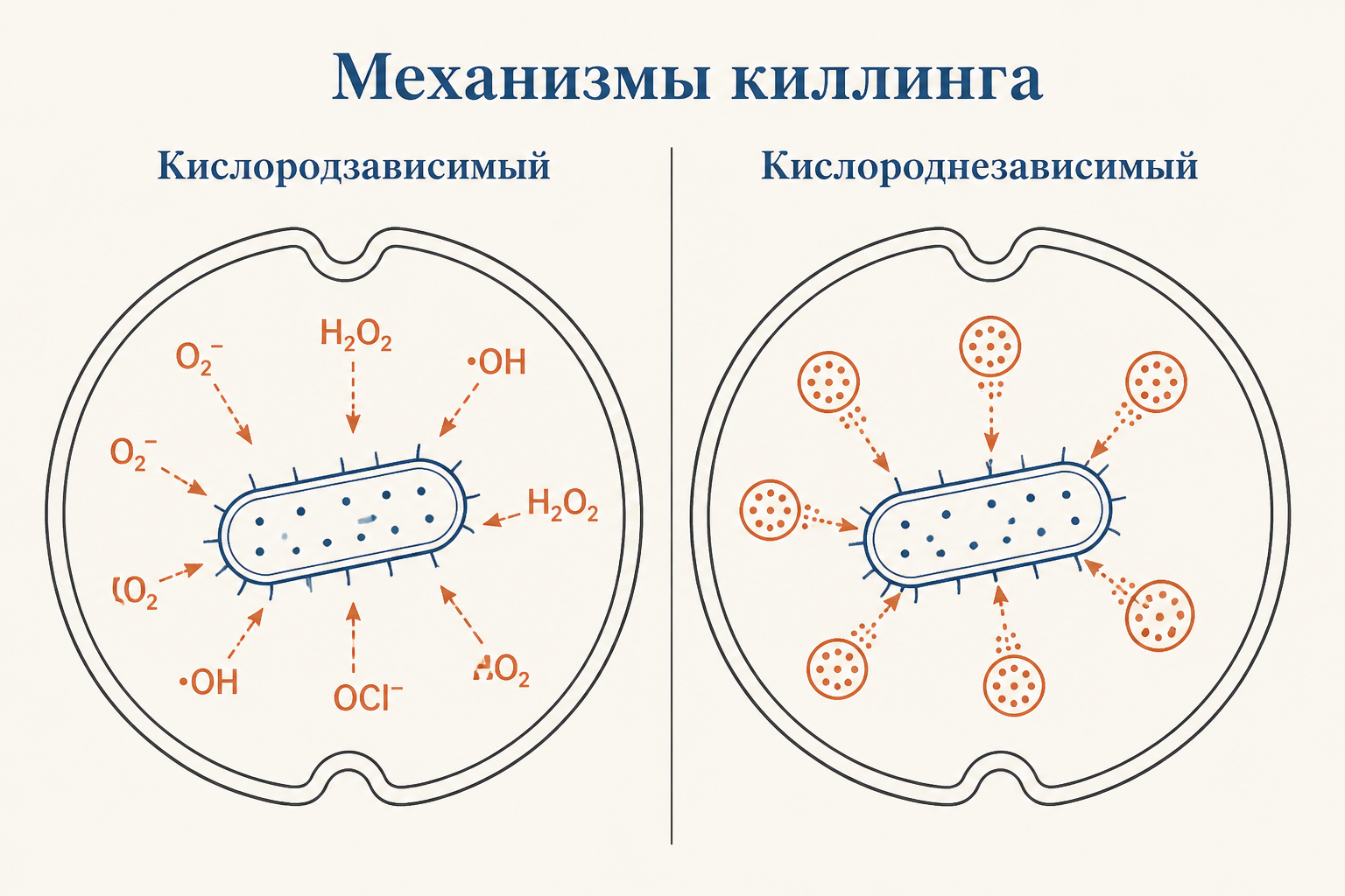 Два механизма киллинга в фаголизосоме: слева кислородзависимый с активными формами кислорода, справа кислороднезависимый с ферментами и пептидами