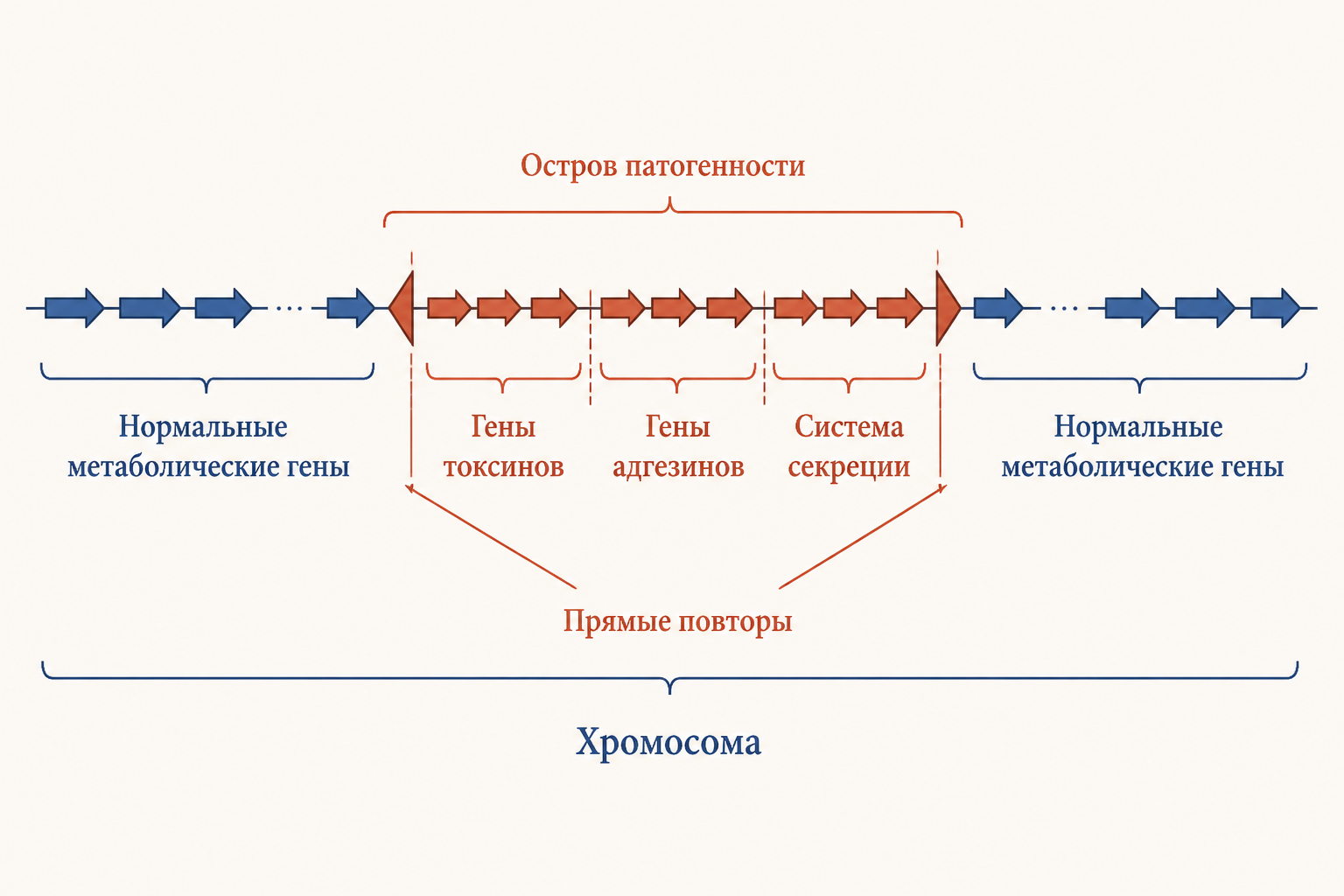 Структура острова патогенности бактерий: гены токсинов, адгезинов, системы секреции