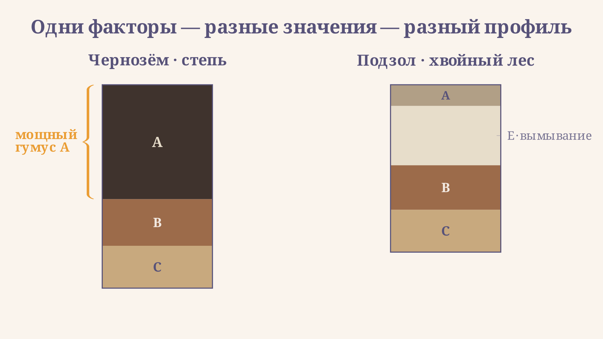 Сравнение почвенных профилей: чернозём с мощным тёмным горизонтом A под степью и подзол с осветлённым горизонтом вымывания под хвойным лесом