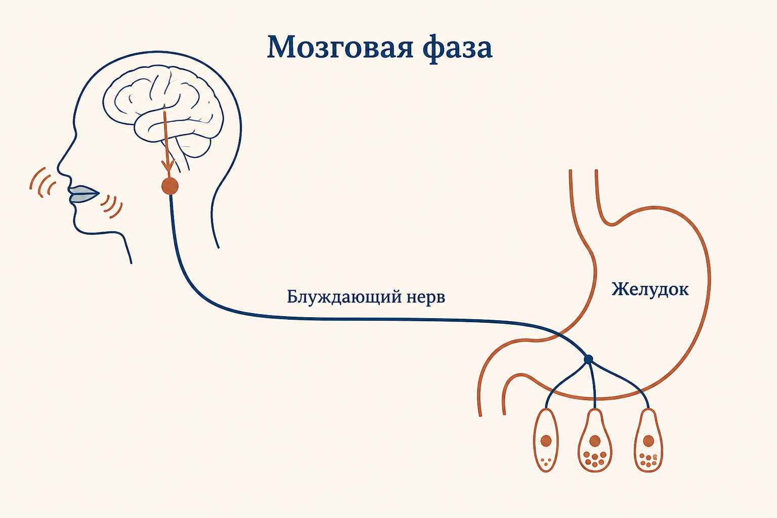 Схема мозговой фазы: сигналы от рецепторов рта и носа через продолговатый мозг по блуждающему нерву идут к обкладочным, G- и ECL-клеткам желудка