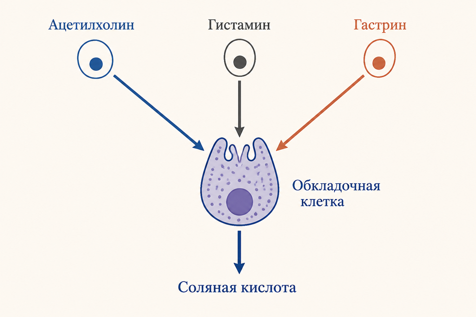 Треугольник стимуляции обкладочной клетки: ацетилхолин, гастрин и гистамин сходятся на одной клетке и усиливают секрецию соляной кислоты