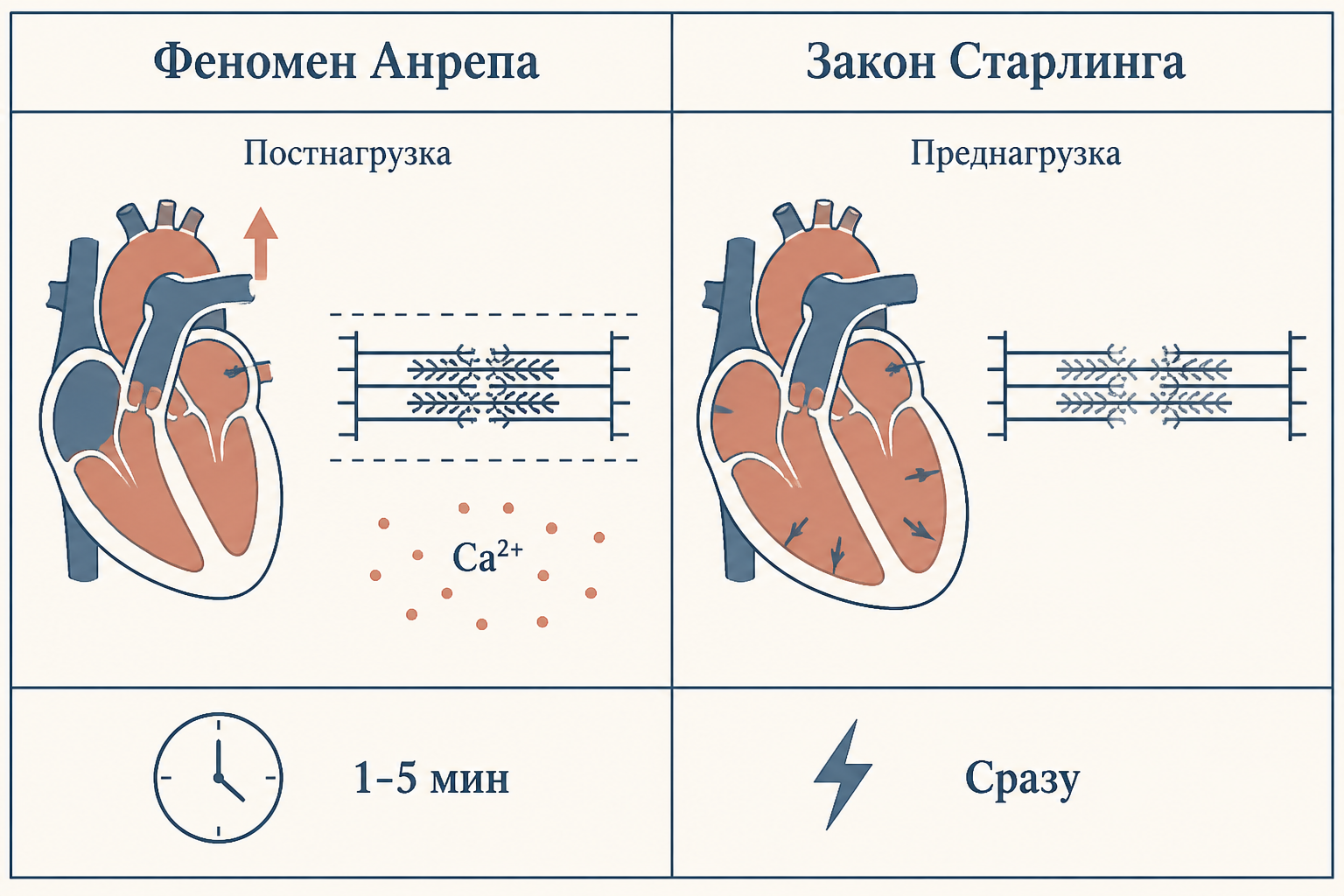 Сравнение механизмов: Франк-Старлинг и феномен Анрепа