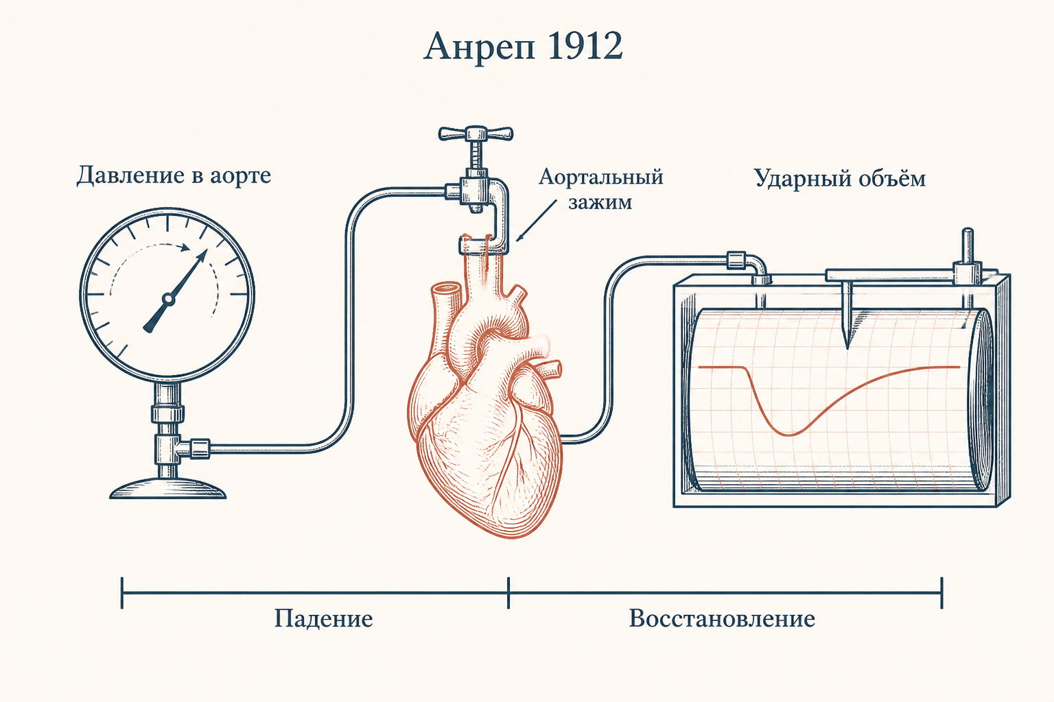 История открытия: Анреп и изолированное сердце - схема эксперимента
