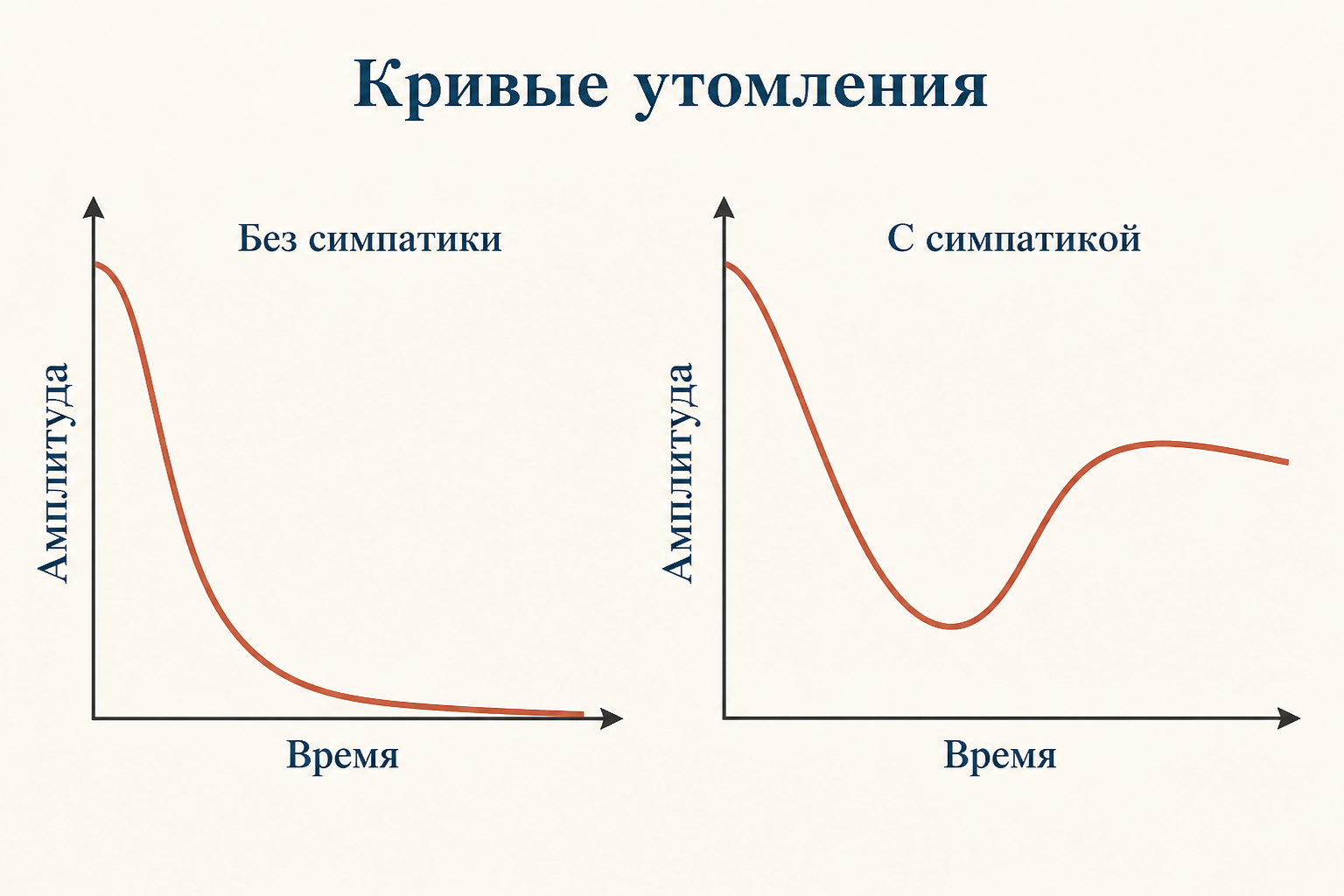 Сравнение кривых утомления с симпатическим раздражением и без него