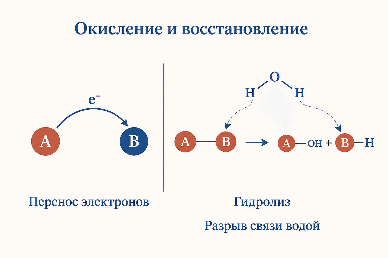 Сопоставление двух типов реакций: слева перенос электрона оксидоредуктазой, справа разрыв связи водой у гидролазы