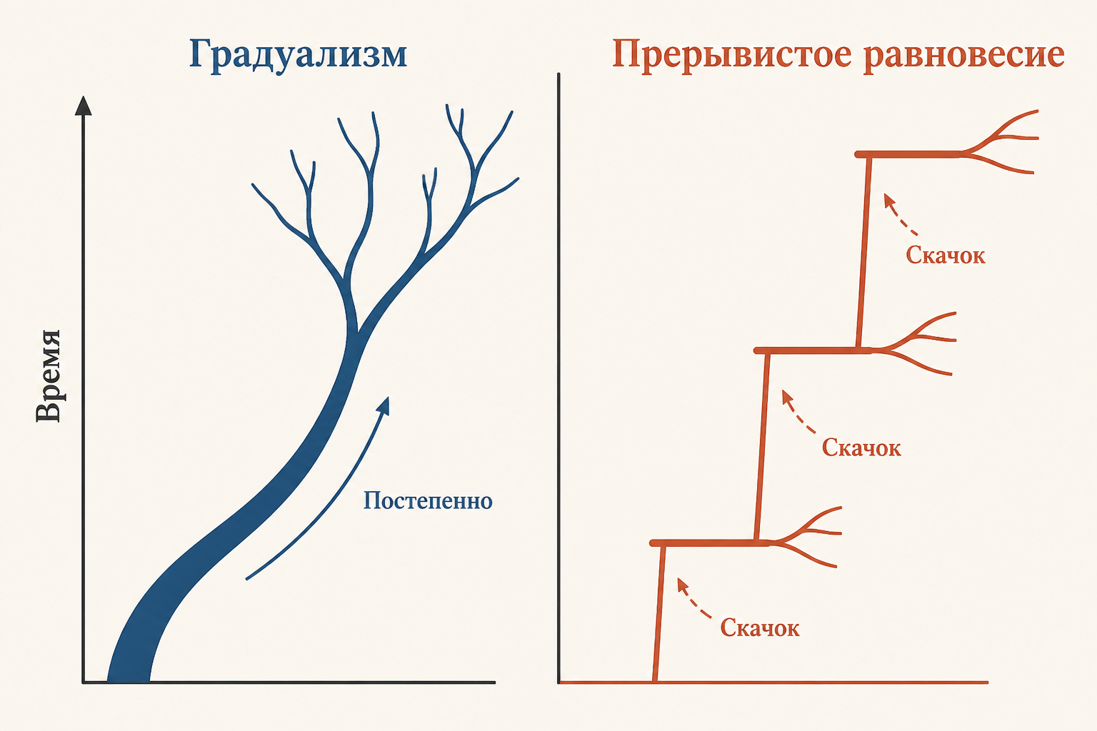 Плавная линия эволюции от предка к потомку через промежуточные формы