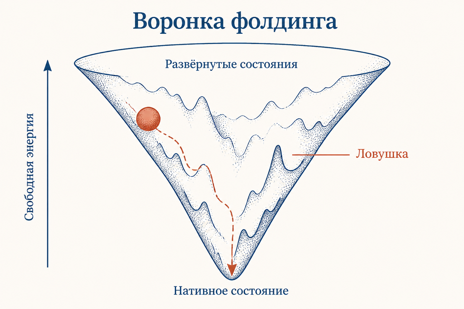 Воронка свободной энергии фолдинга: развернутые состояния наверху широкой части, нативное состояние в узком минимуме, боковая ловушка мисфолдинга