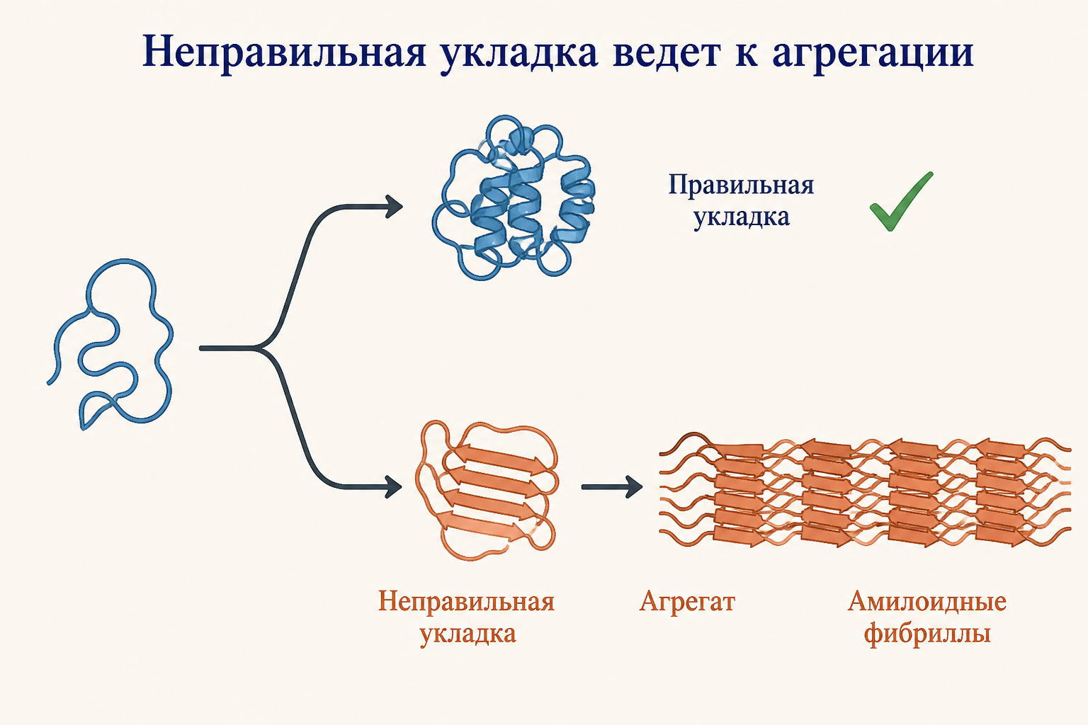 Развилка укладки: правильный путь ведет к нативному белку, неправильный к агрегату и амилоидным фибриллам