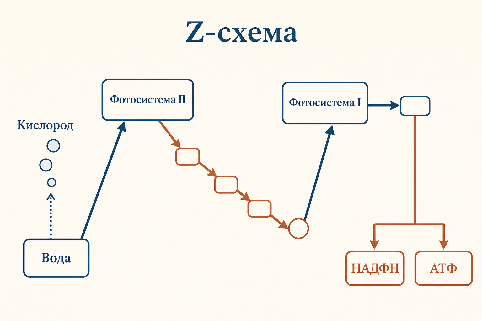 Z-схема нециклического переноса: вода отдаёт электроны, фотосистема II и фотосистема I последовательно их возбуждают, на выходе образуются кислород, НАДФН и АТФ