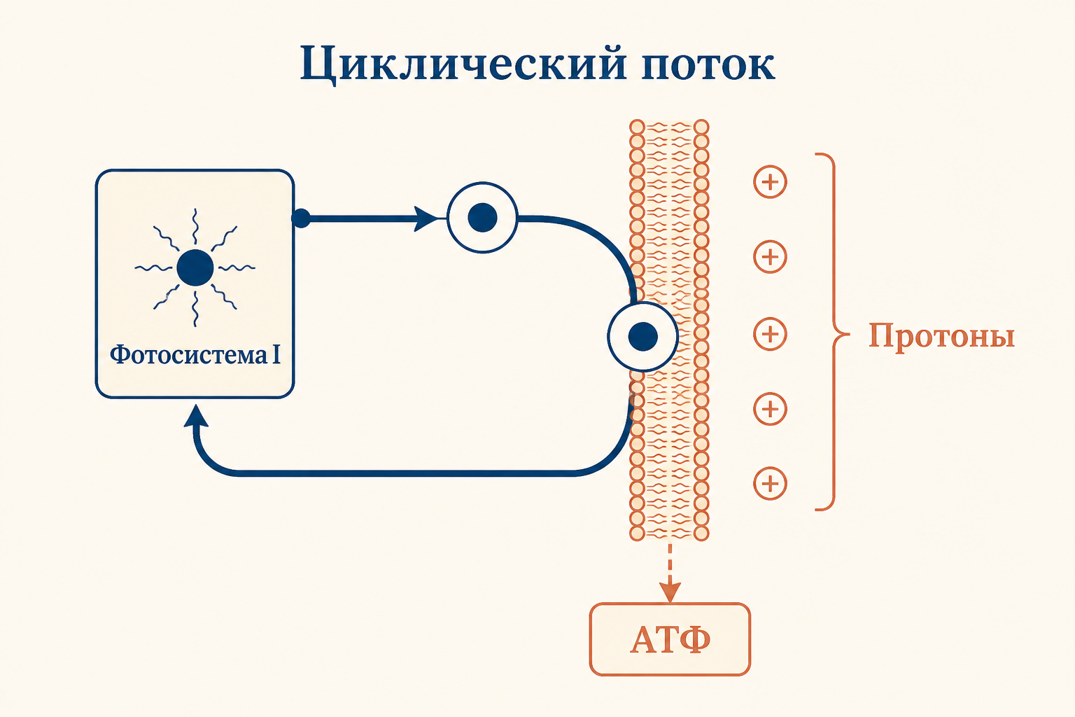 Циклический поток электронов вокруг фотосистемы I: электрон возвращается к источнику, по пути накачивая протоны и обеспечивая синтез только АТФ