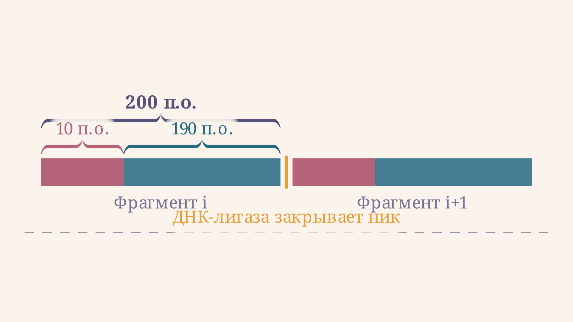 Структура фрагмента Оказаки: РНК-праймер (10 п.о., розовый) и ДНК-участок (190 п.о., синий) с указанием брешей после удаления праймеров