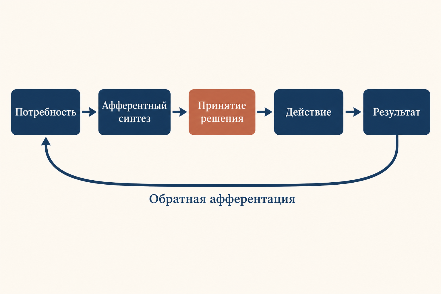 Схема функциональной системы Анохина: основные звенья от афферентного синтеза до результата