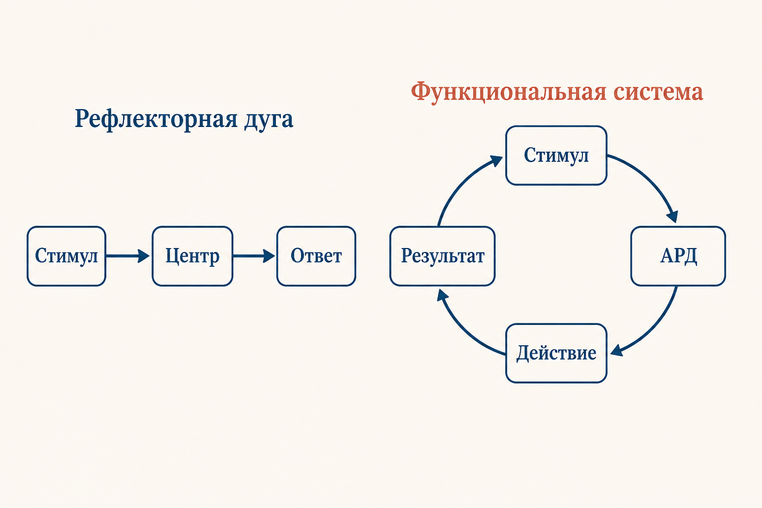 Обратная афферентация и сравнение результата с акцептором: цикл коррекции поведения