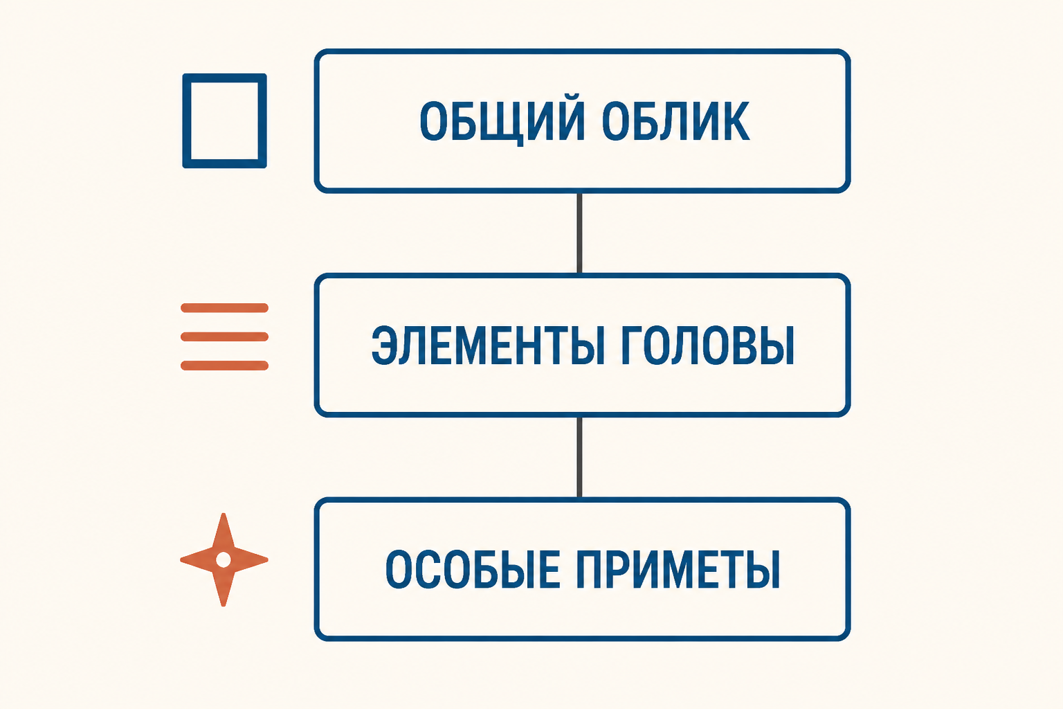 Схема словесного портрета: описание идёт от общего облика к элементам головы и особым приметам