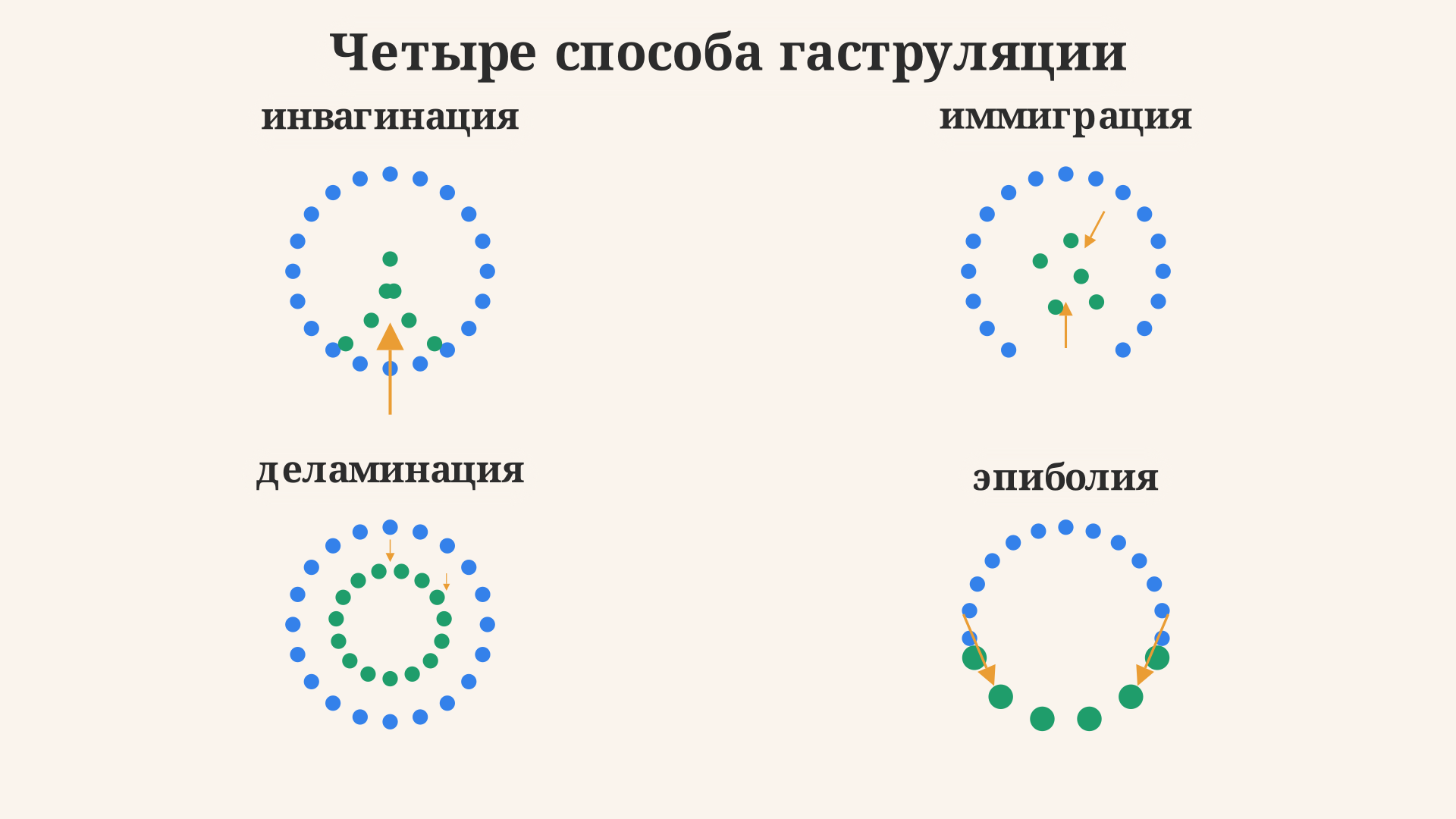 Четыре способа гаструляции: инвагинация как впячивание стенки, иммиграция как выселение отдельных клеток, деламинация как расслоение пласта и эпиболия как обрастание полюса