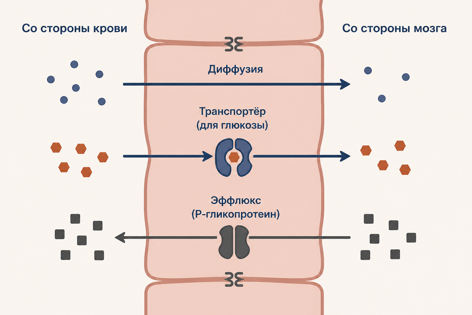 Транспортные механизмы через эндотелий ГЭБ: диффузия, переносчики и пиноцитоз