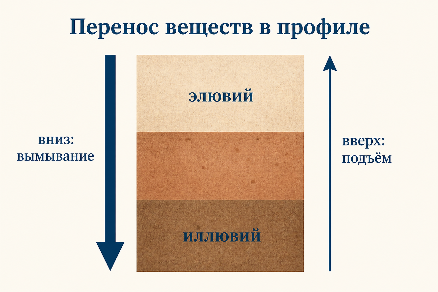 Схема переноса веществ в профиле: стрелка вниз вымывание из элювия, стрелка вверх подъём, накопление в иллювии