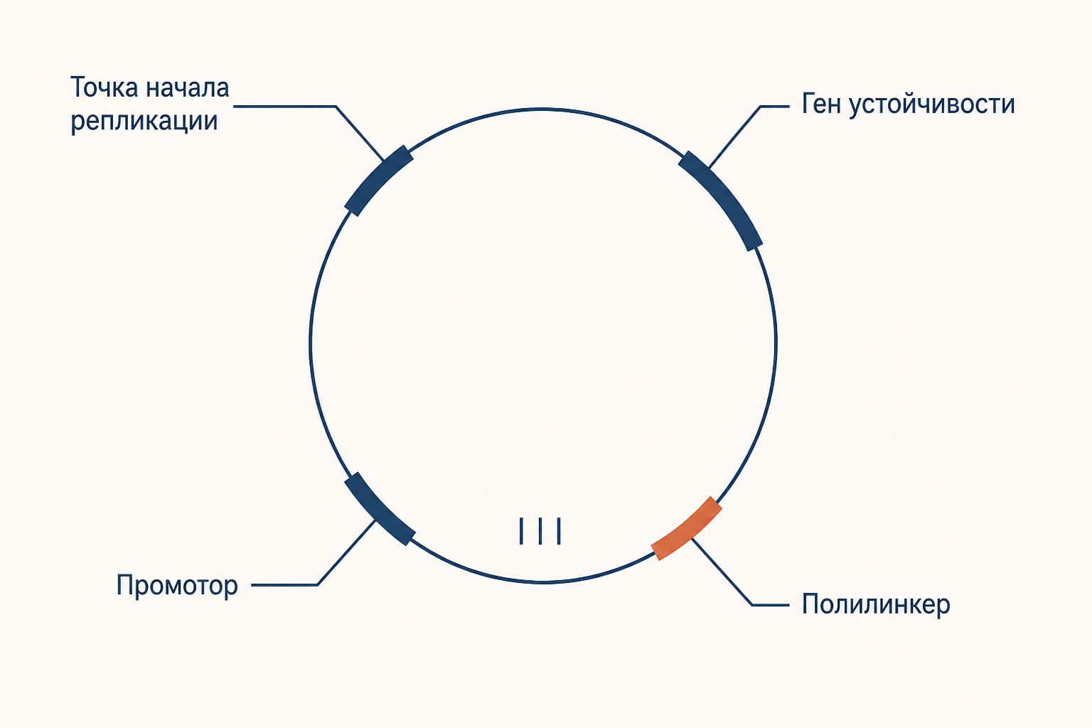 Кольцевая карта плазмидного вектора с четырьмя обязательными элементами: точка начала репликации, ген устойчивости, промотор и полилинкер