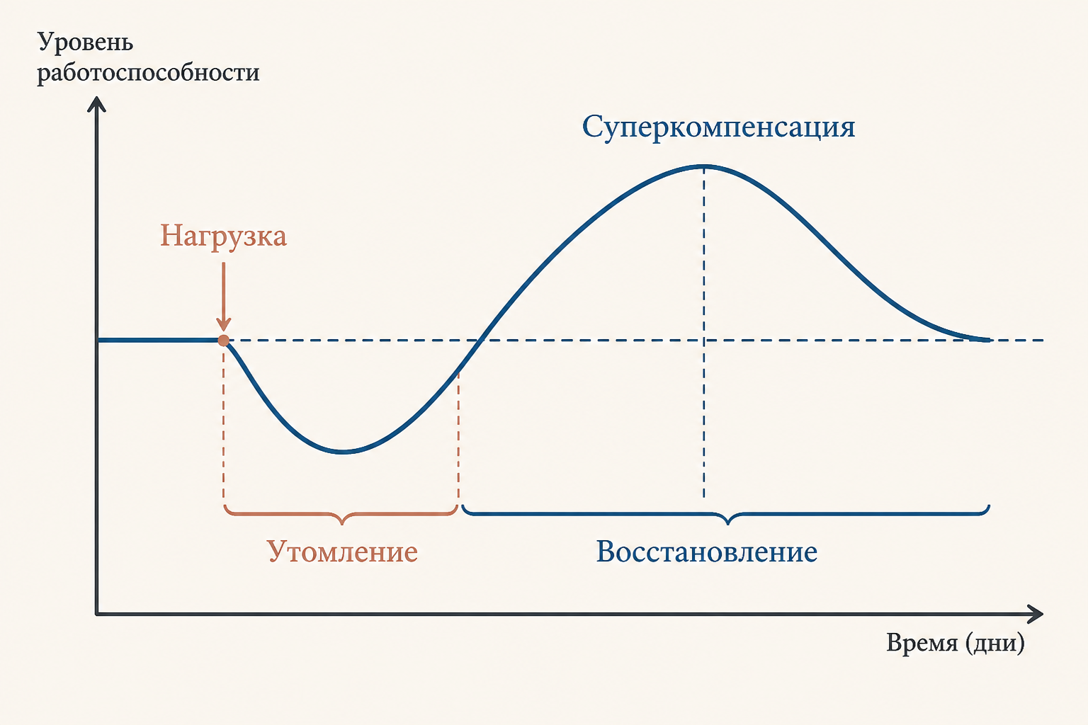 Схема гетерохронности: системы восстанавливаются в разное время после нагрузки