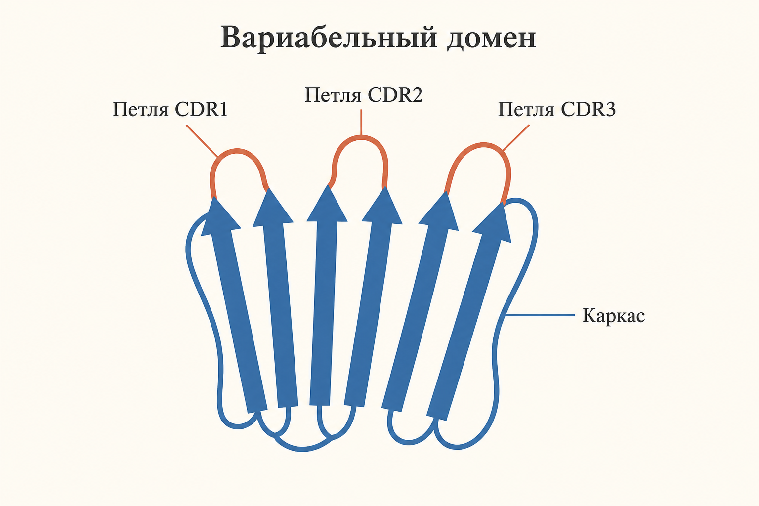 Схема домена антитела с тремя гипервариабельными петлями и каркасом