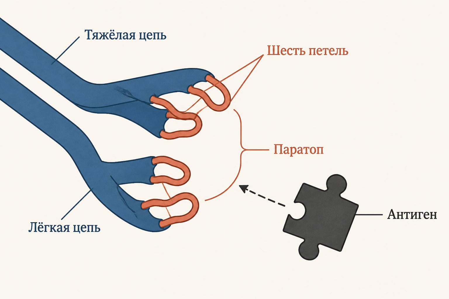Антигенсвязывающий центр из шести петель тяжёлой и лёгкой цепей