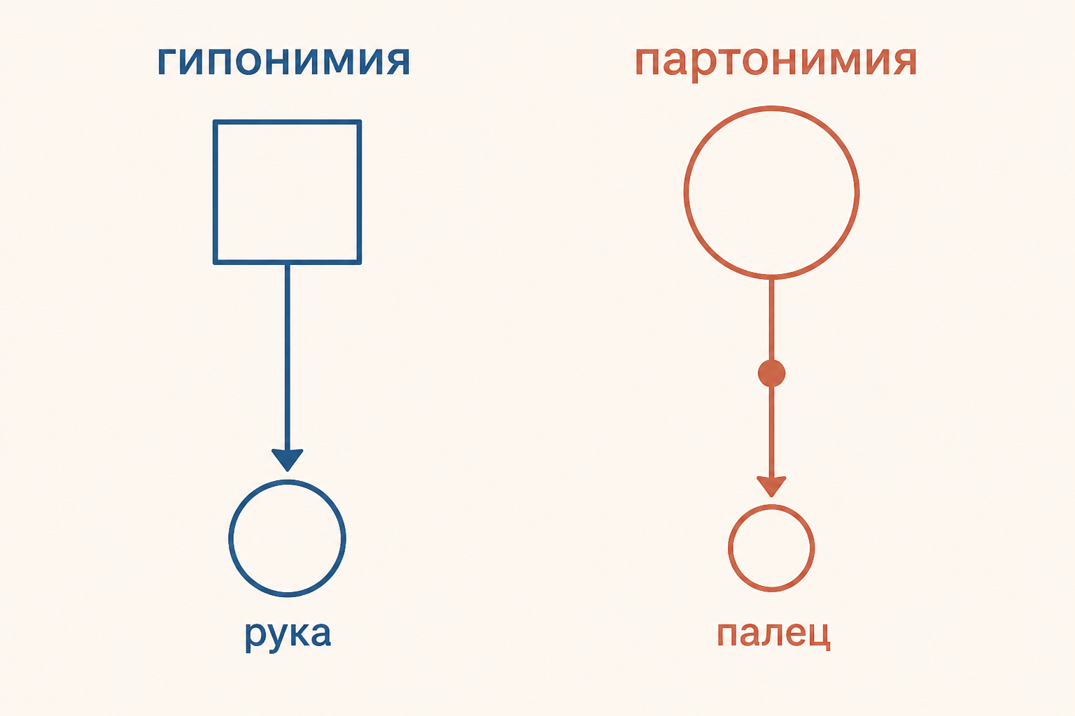 Сопоставление гипонимии и партонимии: вертикальная ветвь класса и связь целого с частью