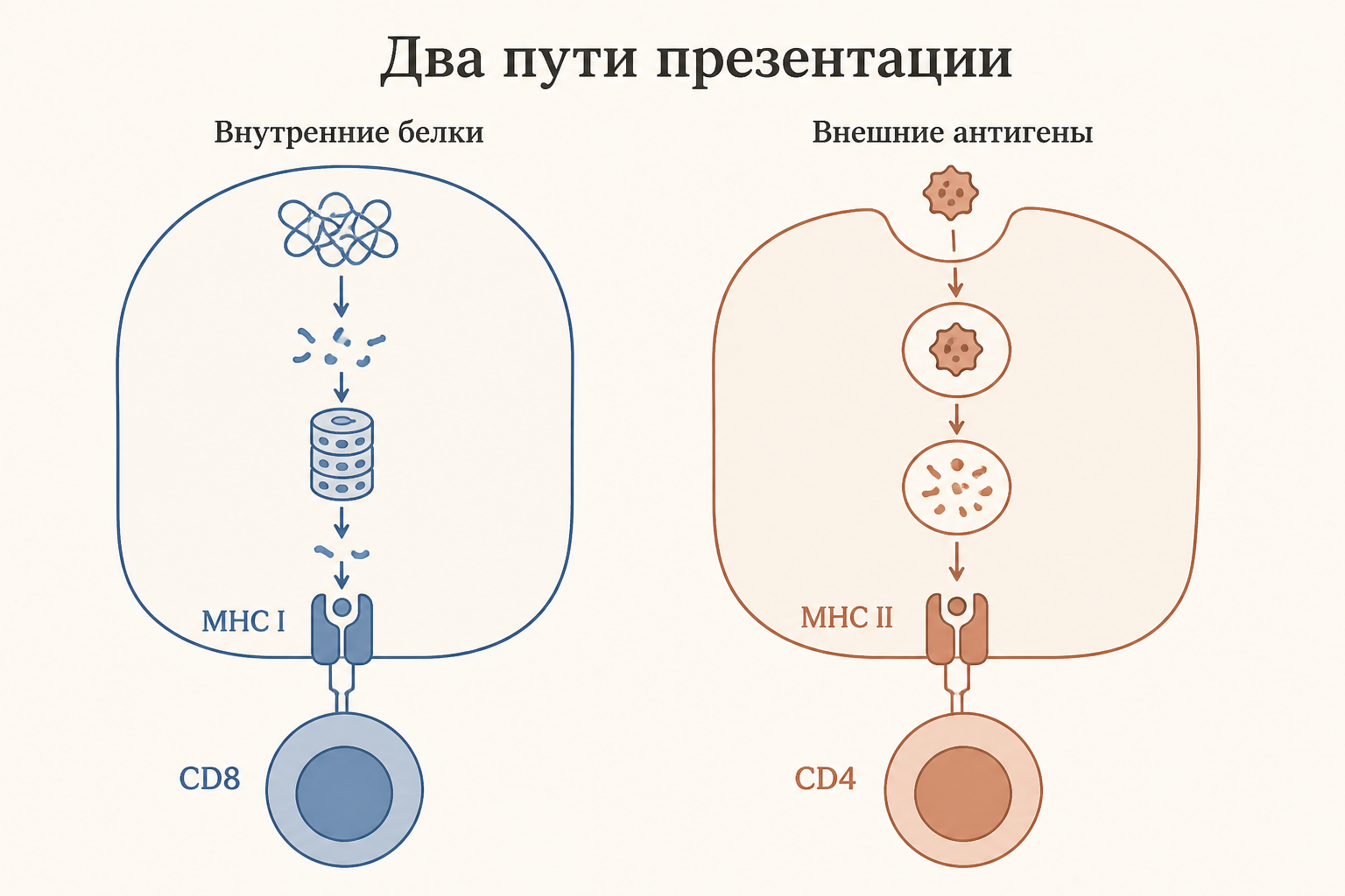 Схема: молекулы MHC класса I и класса II заякорены в мембране, каждая держит пептид в желобке, рецептор T-клетки считывает связку молекула плюс пептид
