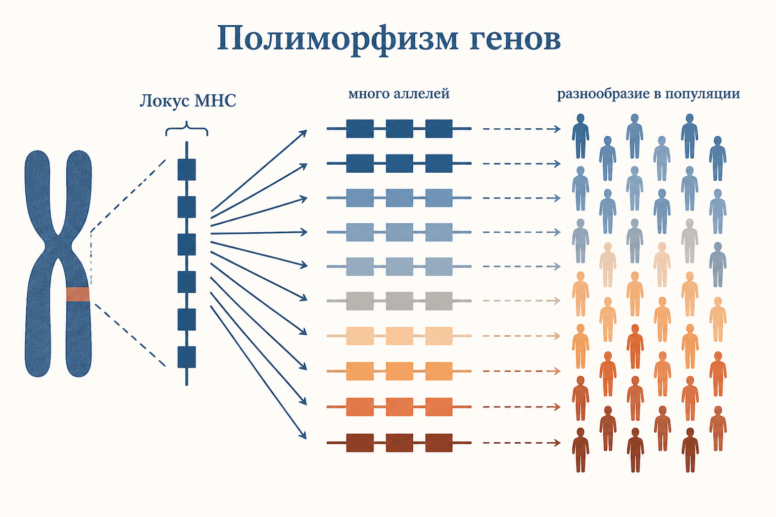 Сравнение двух путей: слева внутренние белки режет протеасома и грузит на MHC I для CD8-клеток, справа внешние антигены перевариваются и грузятся на MHC II для CD4-клеток