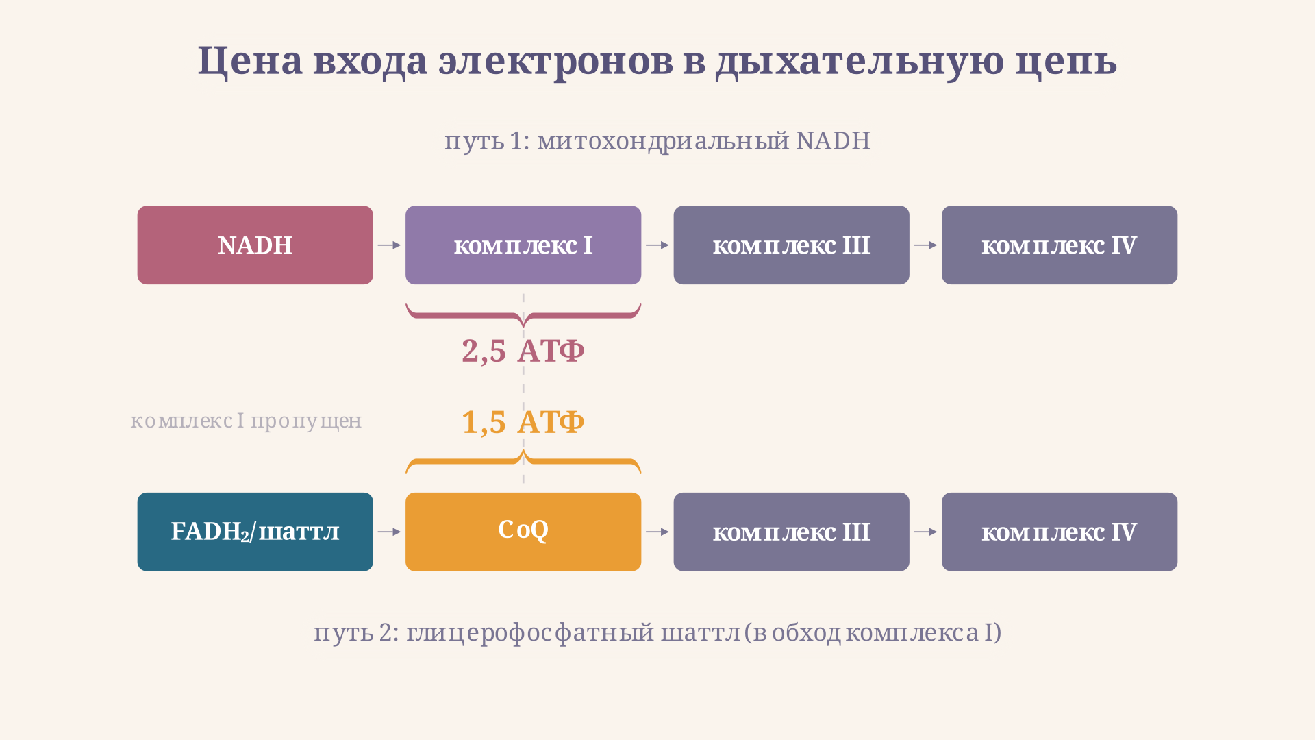Электроны NADH через комплекс I проходят полный путь и дают 2,5 АТФ, а электроны глицерофосфатного челнока входят на уровне убихинона в обход комплекса I и дают только 1,5 АТФ