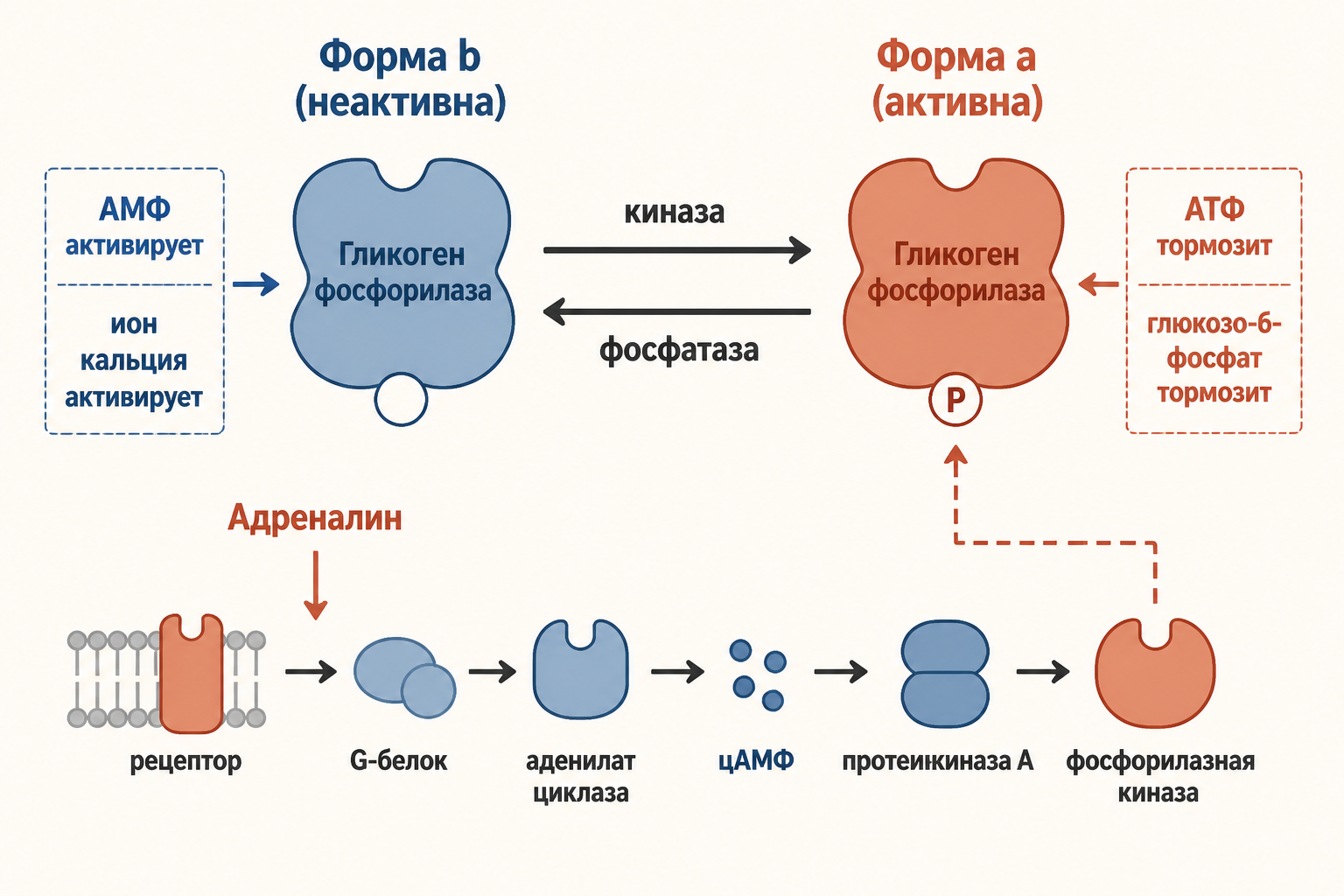 Аллостерическая и ковалентная регуляция гликогенфосфорилазы: АМФ активирует форму b, адреналин через каскад цАМФ-ПКА переводит фермент в форму a, АТФ и глюкоза тормозят распад гликогена