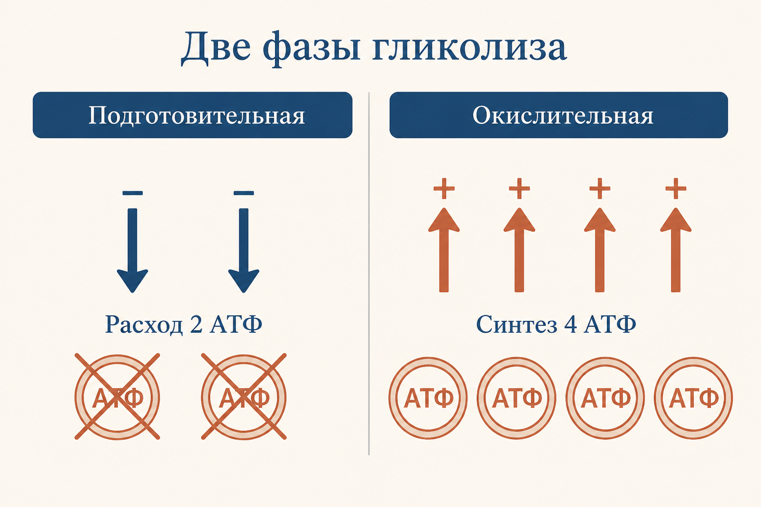 Две фазы гликолиза: подготовительная с расходом 2 АТФ и окислительная с синтезом 4 АТФ, что в сумме даёт чистую прибыль 2 АТФ