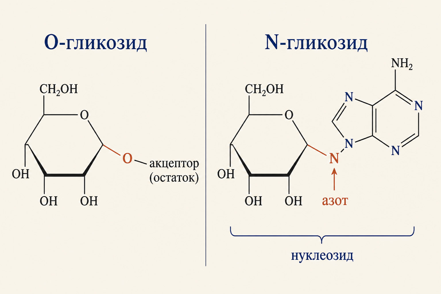 Сравнение O-гликозидной и N-гликозидной связи