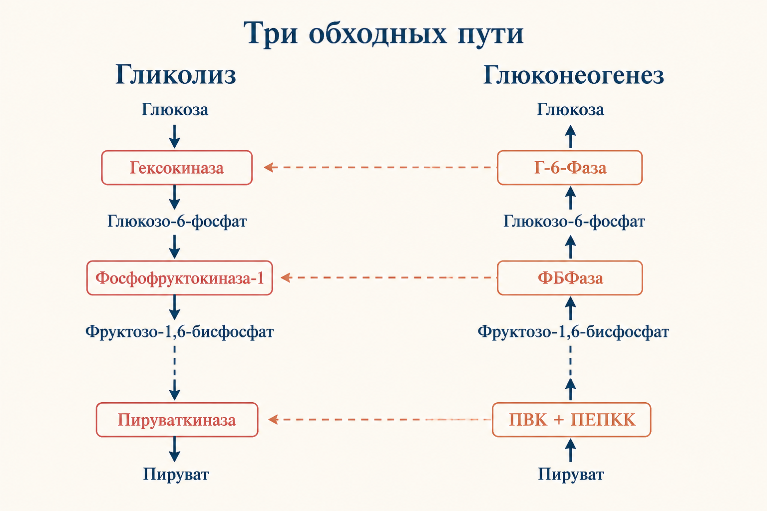 Три обходных пути: ферменты глюконеогенеза против гликолиза