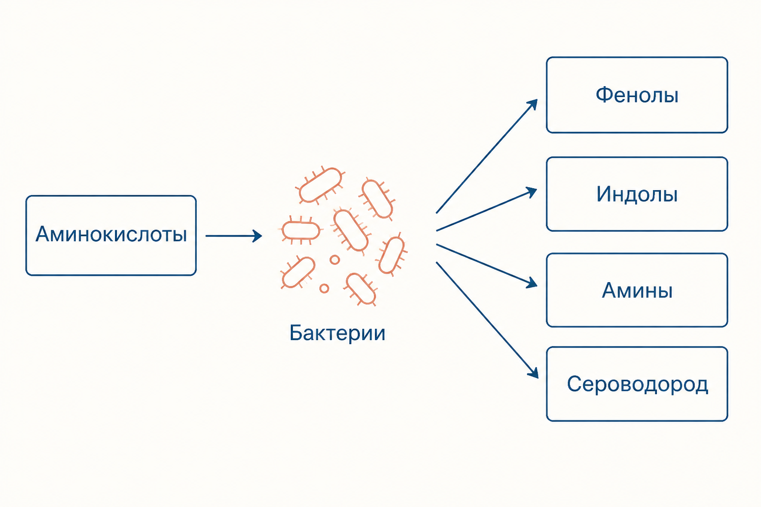 Схема показывает, как аминокислоты в толстой кишке превращаются бактериями в фенолы, индолы, амины и сернистые соединения