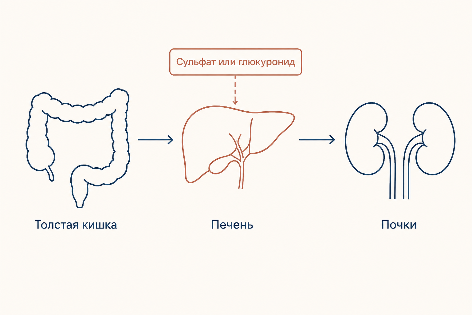 Маршрут показывает: индол и крезол всасываются из толстой кишки, в печени получают сульфат или глюкуронид и выводятся почками