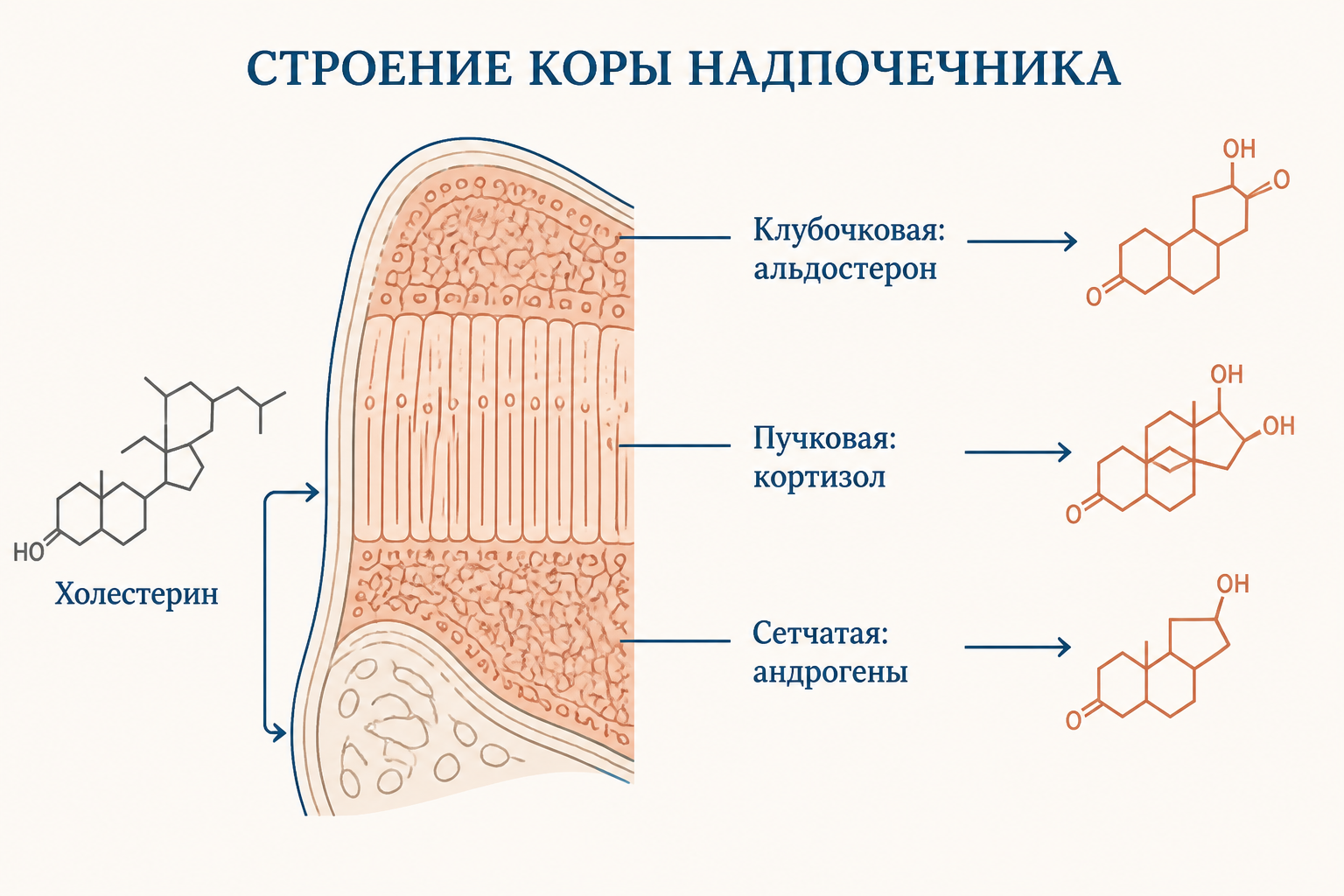 Три зоны коры надпочечника и классы стероидных гормонов