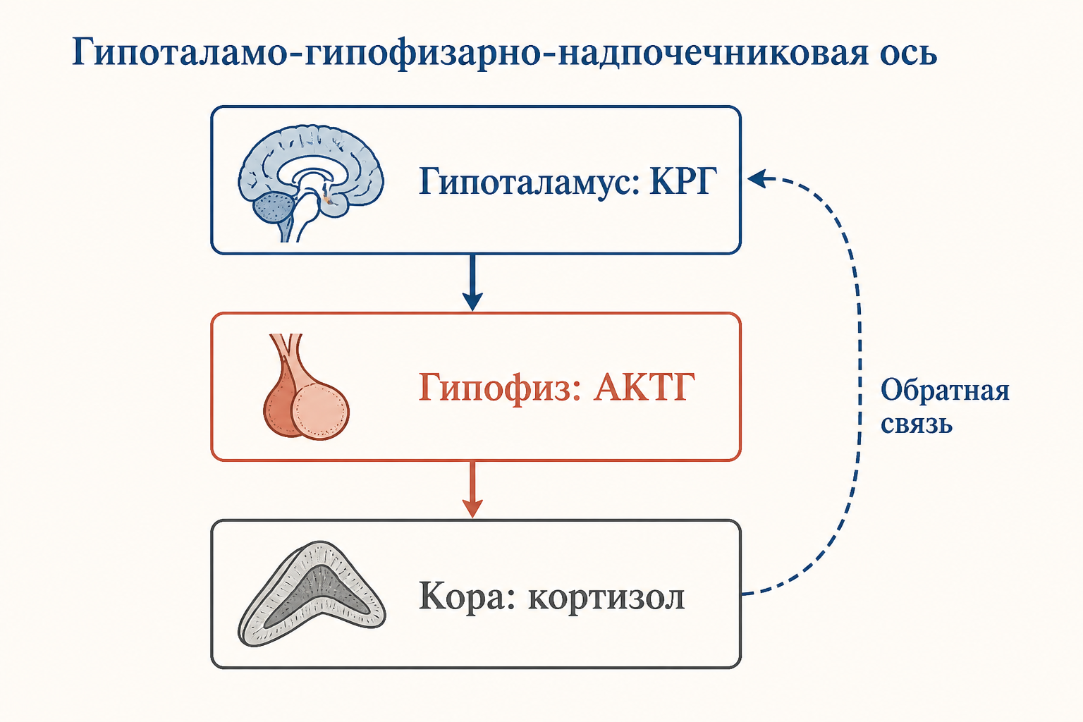 Ось ГГН: гипоталамус, гипофиз, кора надпочечников и отрицательная обратная связь