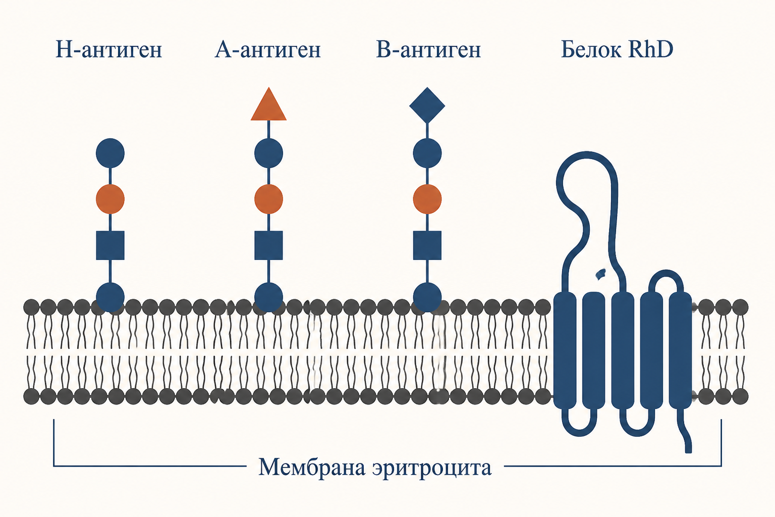 Схема антигенов АВ0 и резус-фактора на мембране эритроцита: Н-антиген, А-антиген, В-антиген и белок RhD
