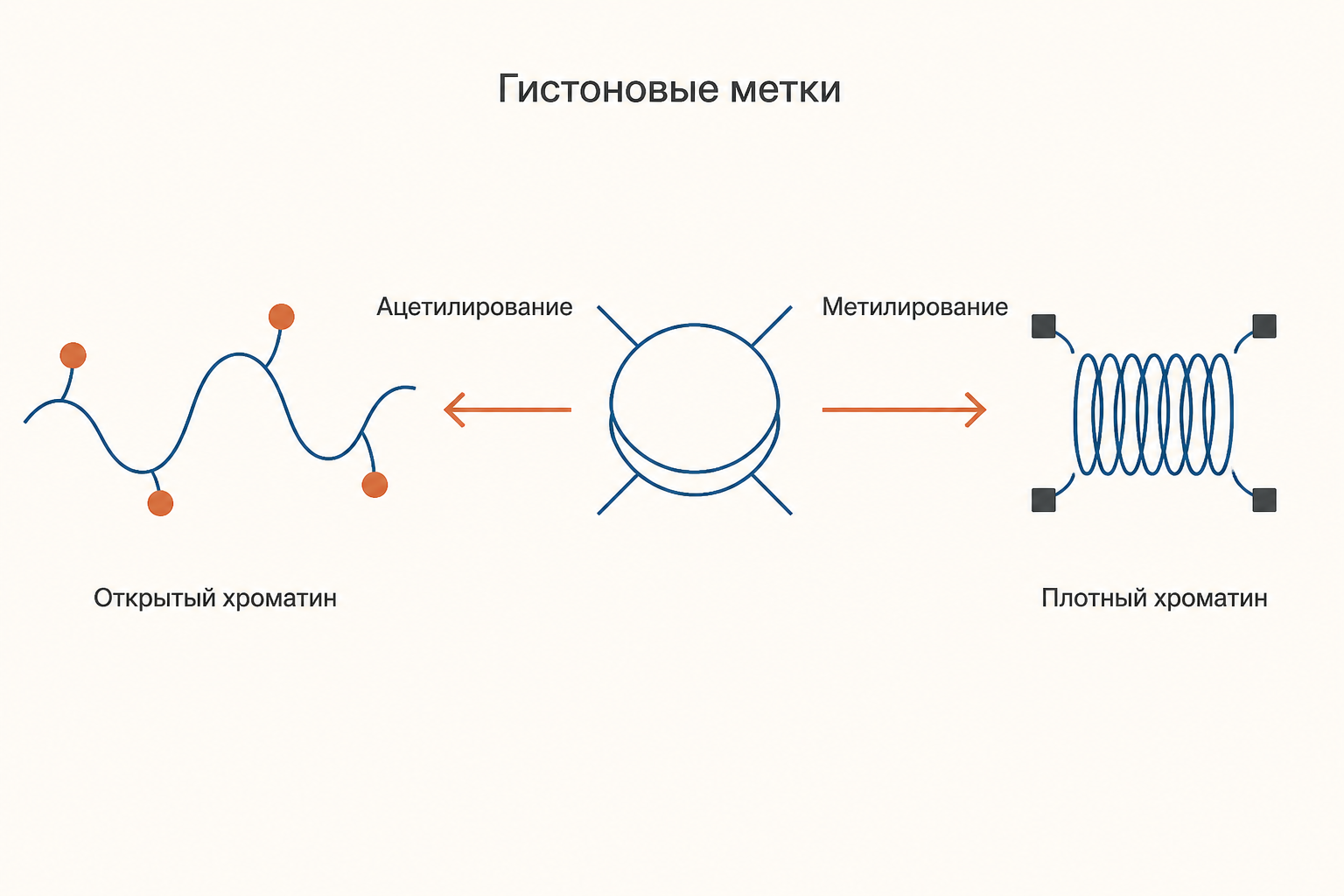 Гистоновые метки на хвостах нуклеосомы: ацетилирование открывает хроматин, метилирование лизина закрывает