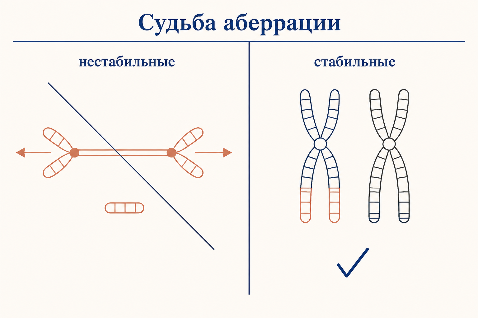Сопоставление нестабильных перестроек, которые гибнут в митозах, и стабильных транслокаций, сохраняющихся годами