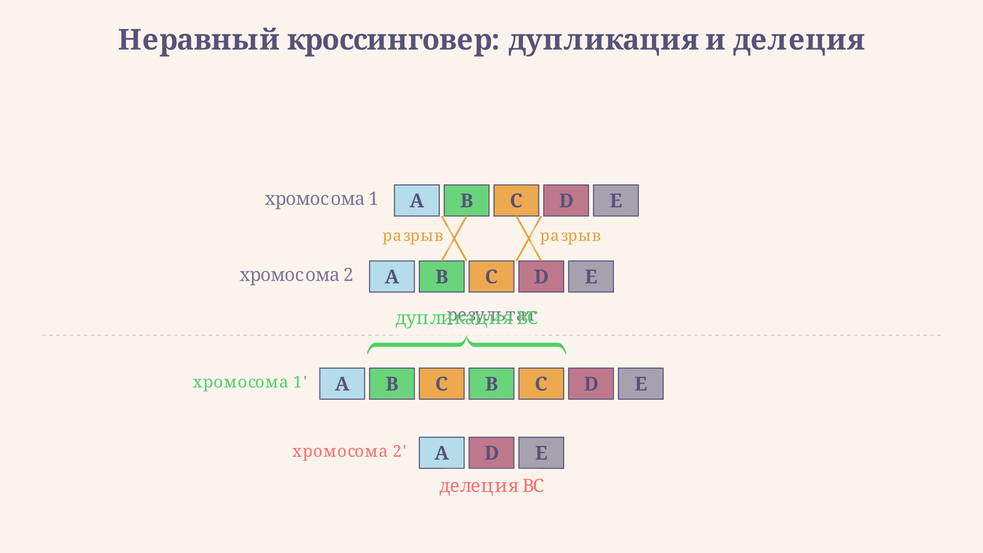 Схема тандемной дупликации и делеции при неравном кроссинговере - одна хромосома приобретает лишний участок, другая теряет такой же