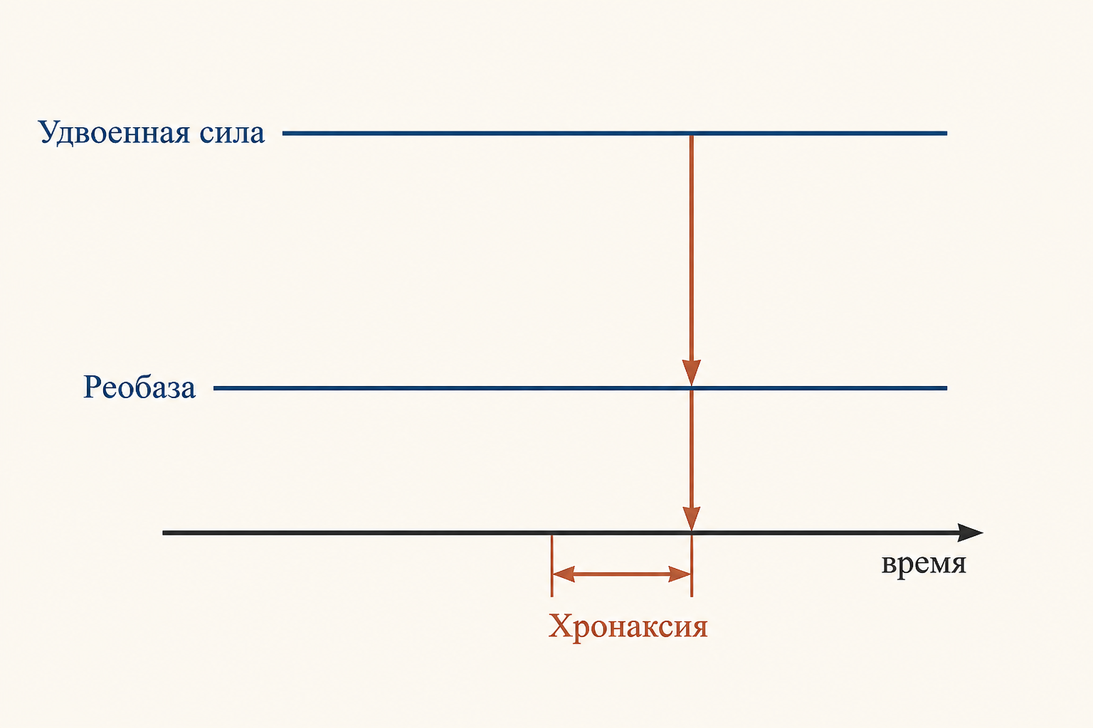 Связь хронаксии и реобазы: горизонтальная линия реобазы и точка удвоенной силы, от которой опускается время хронаксии