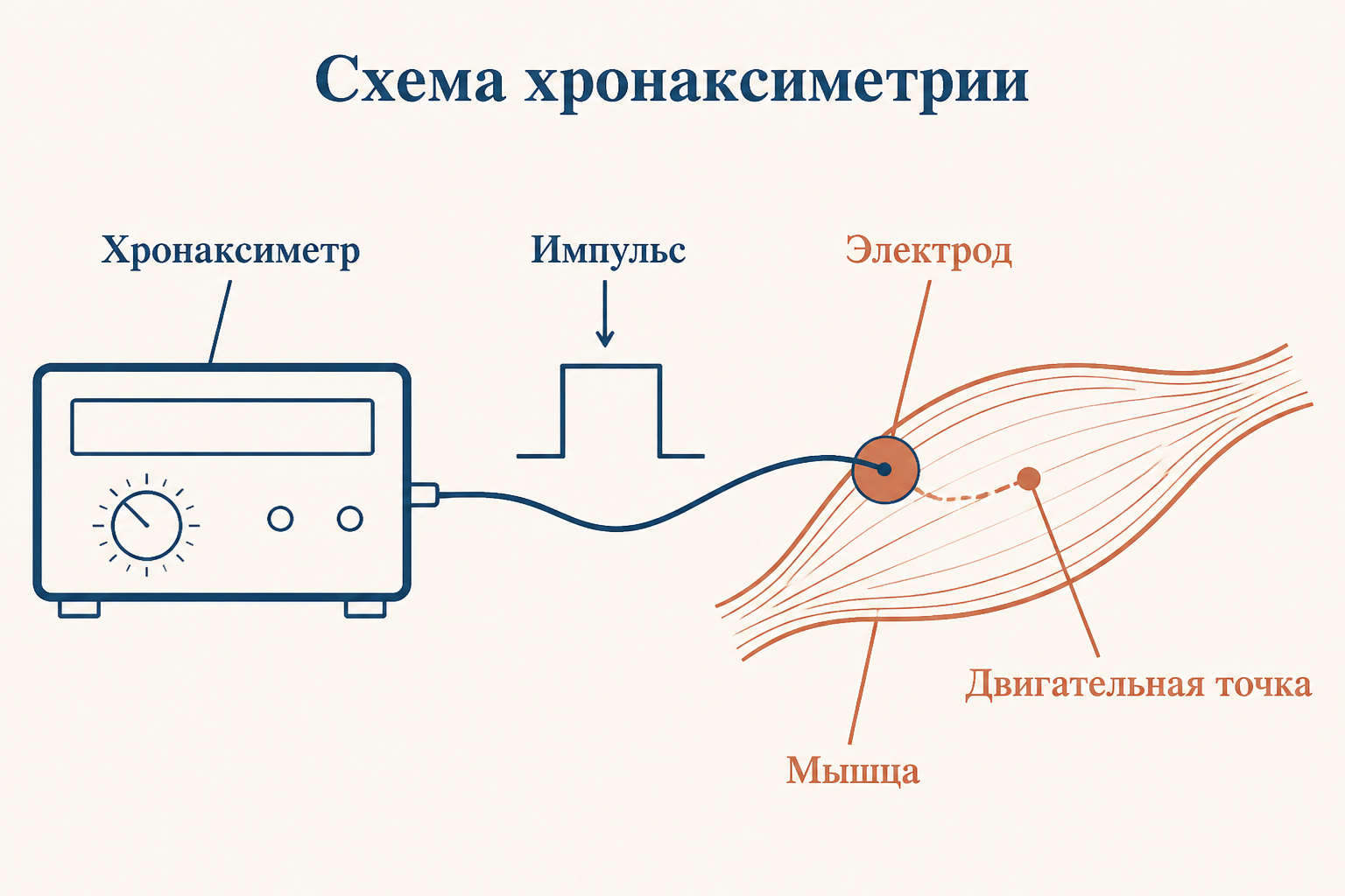 Схема хронаксиметрии: хронаксиметр подаёт импульс через электрод на двигательную точку мышцы